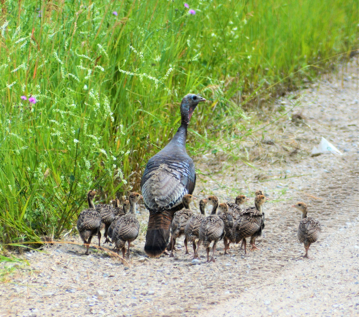 Forb Planting to Establish Brood Rearing Cover